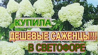 ДЕШЕВЫЕ ГОРТЕНЗИИ ИЗ СВЕТОФОРА.ЧТО ВНУТРИ?!