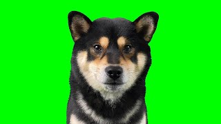 Max but he's a 9 minute greenscreen or something by ShibeNation 103,635 views 2 years ago 9 minutes, 34 seconds