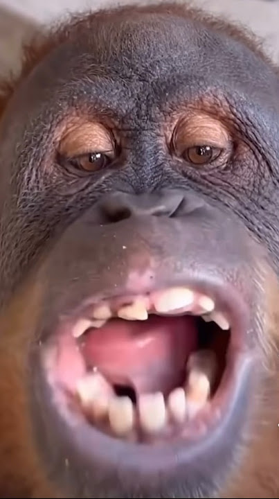 Monkey chewing gum !  #youtubeshorts #funny
