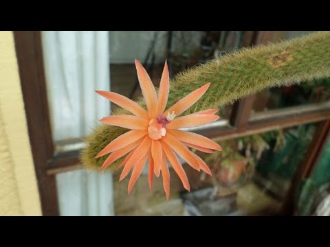 Video: Cleistocactus Rod: Gojenje rastlin Cleistocactus Cactus