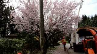 Spring tree pruning: trees and power lines don't mix