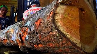 Download Lagu Wees voorzichtig als je dit soort hout vindt! Dit hout is het meest geliefd bij kruipende dieren. MP3 Download Lagu Wees voorzichtig als je dit soort hout vindt! Dit hout is het meest geliefd bij kruipende dieren. MP3