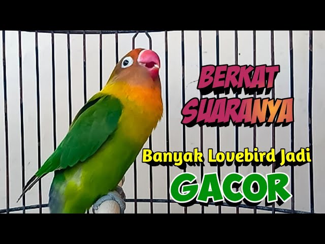 Suara Burung Lovebird Ngekek Panjang PALING CEPAT DI RESPON Banyak LABET Jadi GACOR Berkat Suaranya class=