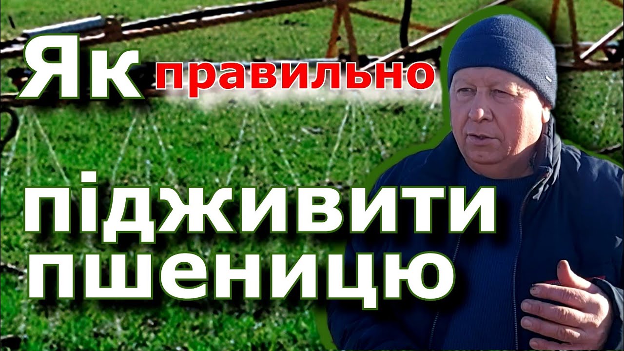 Підживлення азотом пшениці навесні.