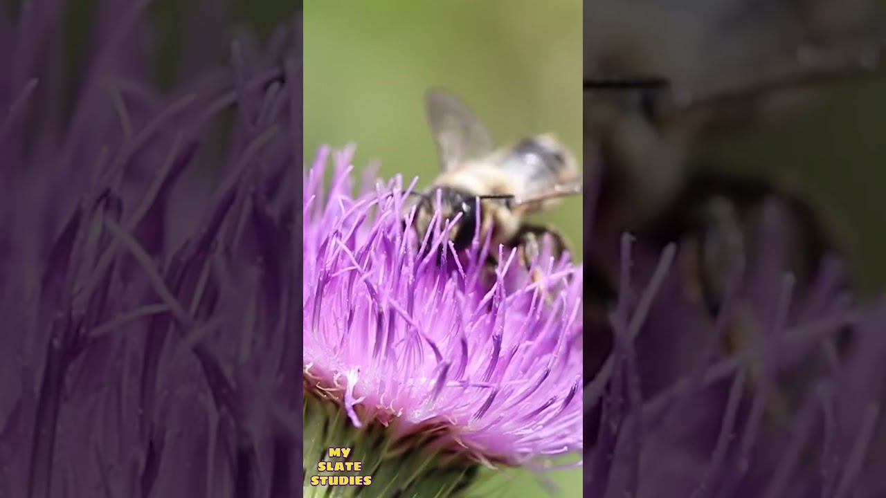 All About Bees for Kids: Bee Facts and Information for Children | MSS |Learn About Bees for Kids|