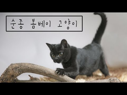 [순종 봄베이 고양이 소개]             /         봄베이고양이 __검은고양이