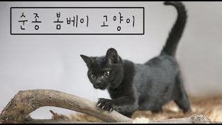 [순종 봄베이 고양이 소개]             /         봄베이고양이 __검은고양이