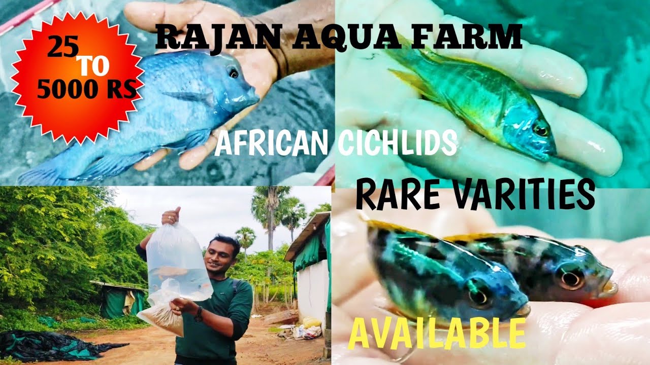 /RAJAN AQUA FARM/TUTICORIN/TROPHEUS/PSEUDOTROPHEUS/RARE VARITIES EXPLORATION @THRIVE2EXPLORE55