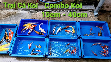 Combo Koi 9 con có ship tất cả tỉnh thành Cá chép Koi đẹp