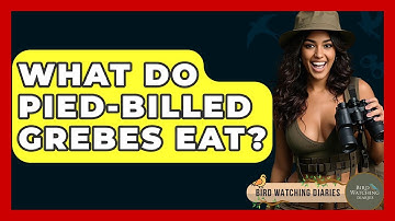 What Do Pied-billed Grebes Eat? - Bird Watching Diaries