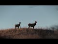 Elk and Deer - Fort Riley, Kansas - Canon XA40