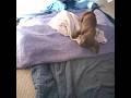 Welcome To The Family Little Dachshund! — Kepler Joins The Family