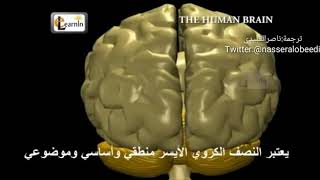 مكونات الدماغ البشري