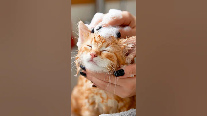 Video 11621551: kitty bath, cat kitten cute, love bath, longing