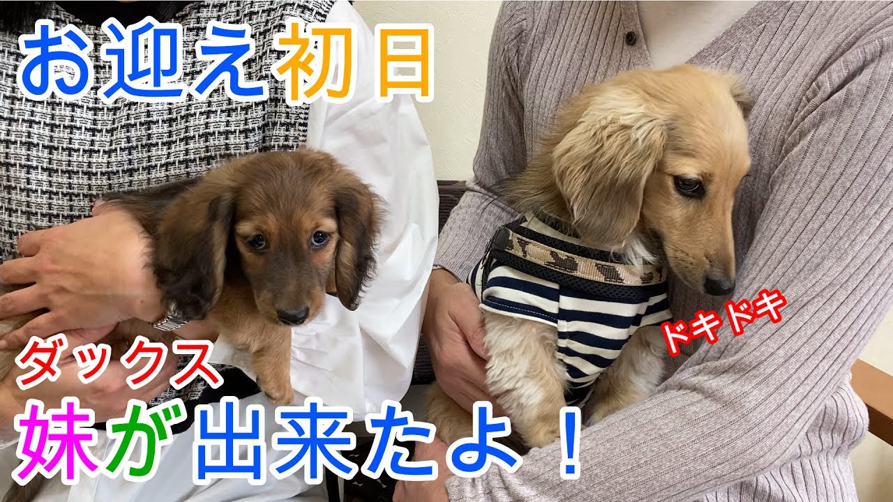 お迎え初日 ナッツに妹が出来たよ！ ミニチュアダックスフンド 多頭飼い ２歳／生後２カ月【ちゃんねるナッツ】vol.181