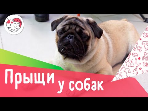 Видео: Моя собака всегда лает и преследует людей