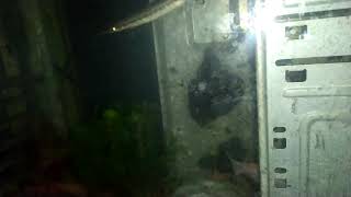 Lele Pink Pun Juga Ikut Guanas