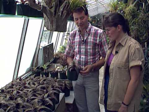 Видео: Dyckia Bromeliad арчилгаа - Dyckia ургах нөхцөл, арчилгааны талаар мэдэж аваарай