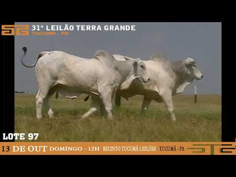 LOTE 097
