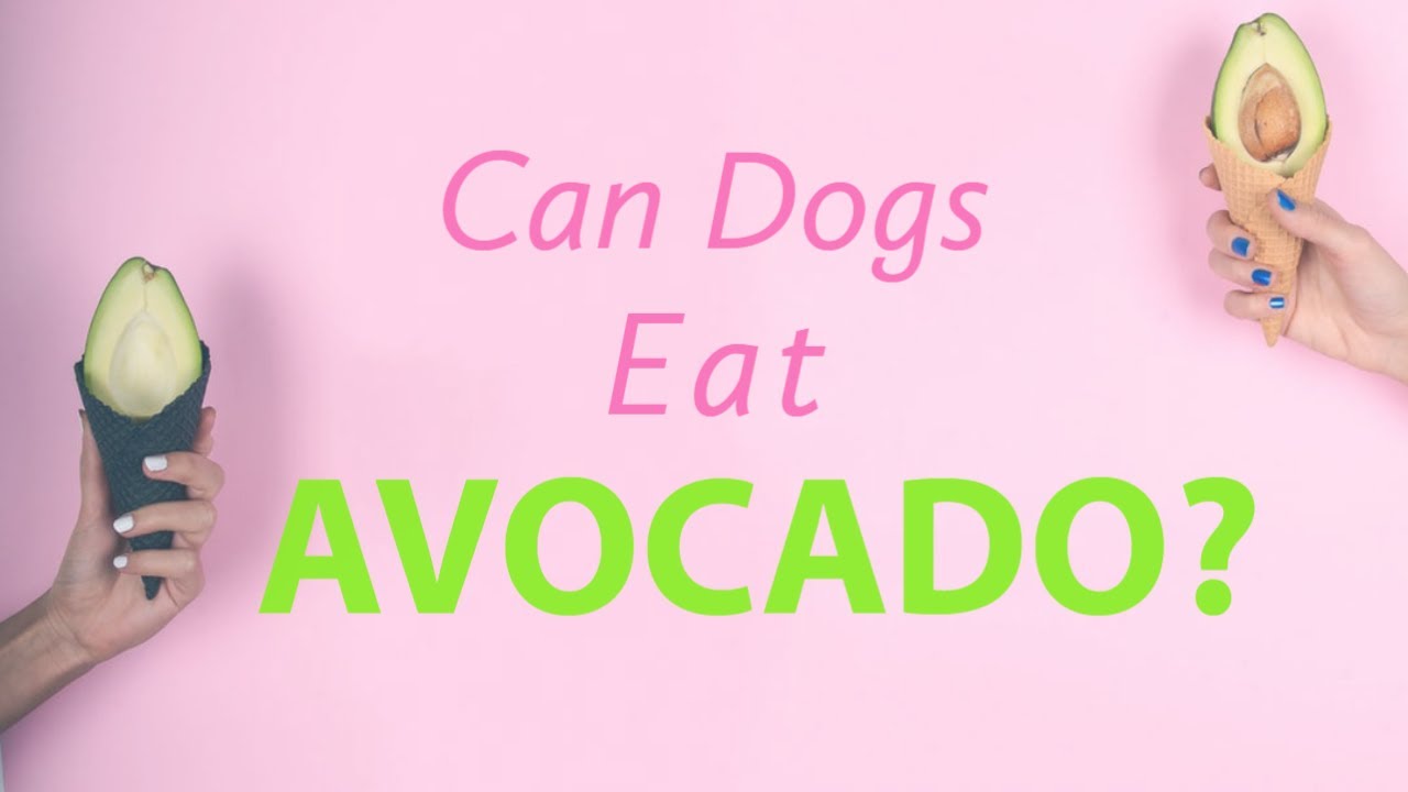 🔥Tips can dogs eat avocado can dogs eat avocado pear can dogs eat