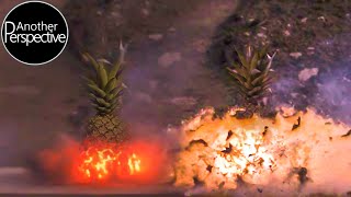 Slow Motion - Extreme Pineapple Explosion