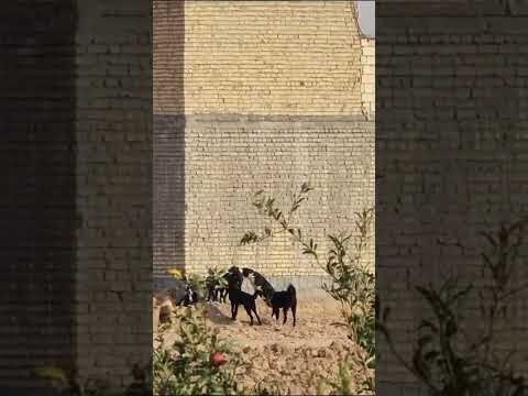 جفت گیری سگ ها