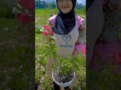 Video: Informasi Tentang Bunga Mawar Polyantha Dan Floribunda