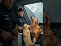 Golden Retriever Mom and Puppy Save a Train #dog #goldenretriever #rescue #animals