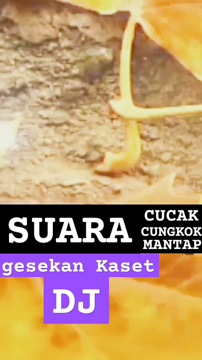 SUARA BURUNG CUCAK CUNGKOK MANTAP ❗