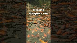 ✨️✨️💛 #рыбки #вода #водныймир #shorts