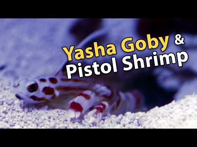 goby and shrimp in