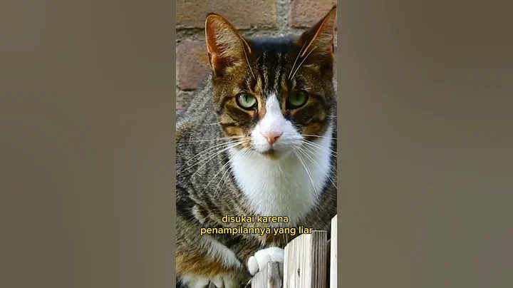 Watch the video about Fakta menarik kucing Chausie #kucing #kucinglucu #hewanlucu #kucingimut #chausie #kucingkampung