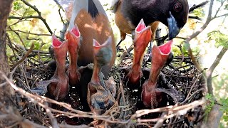 Rufous treepie bird feeding its babies @birdswithme107