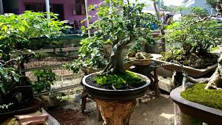 Koleksi Bonsai