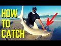 HOW To CATCH Blacktip SHARKS From The Beach Fishing In Florida 