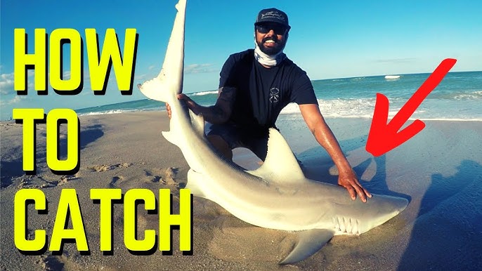 How to Catch Sharks From Land - Sandbar Tackle - Beginners Guide