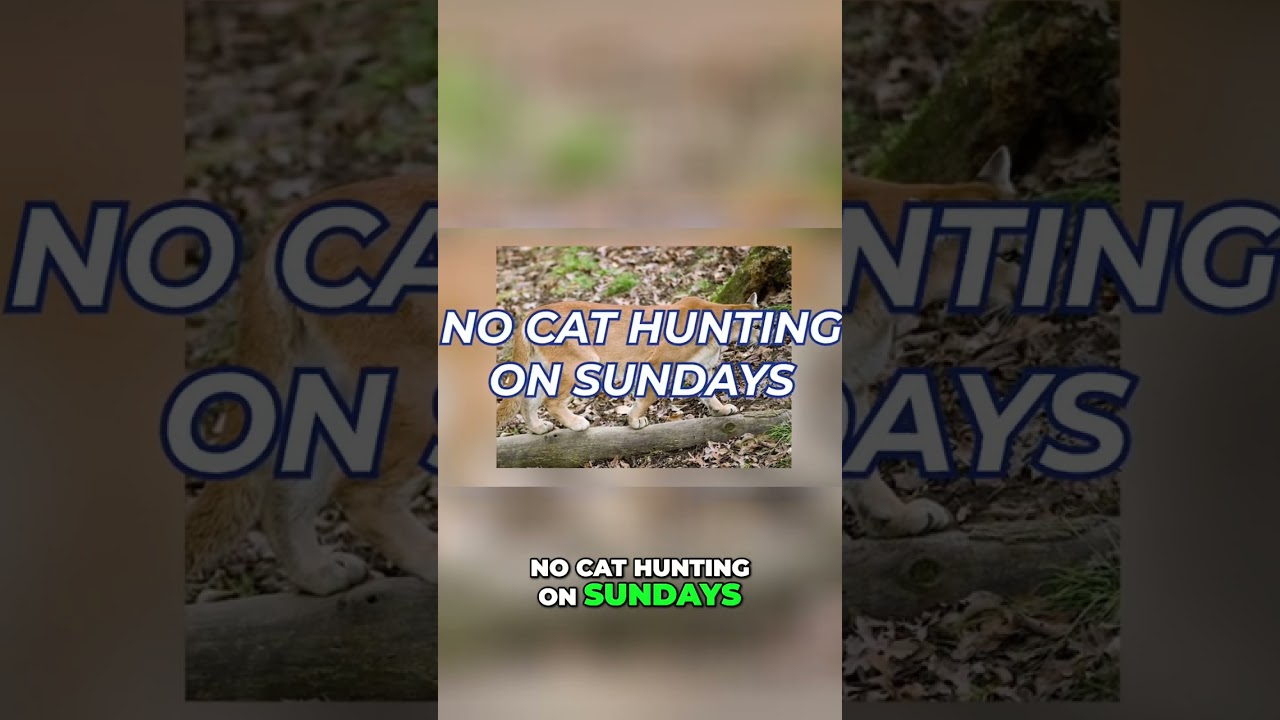 Missouri's Wild Laws: No Bear Wrestling! 🐻😂