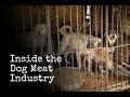 Inside The Korean Dog Meat Industry