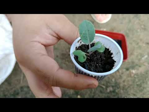 Vídeo: Mudas de couve-flor: crescendo em casa