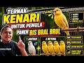 Cara Ternak Kenari Untuk Pemula Agar Cepat Panen Bral brull 1 Jantan 4 betina
