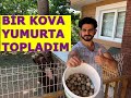 Folluklardan yumurta toplama köy yumurtası bıldırcın yumurtası toplama chicken quail