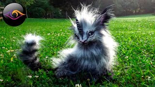 САМЫЕ НЕВЕРОЯТНЫЕ ЖИВОТНЫЕ / Невероятные Факты САМЫЕ НЕВЕРОЯТНЫЕ ЖИВОТНЫЕ / Невероятные Факты