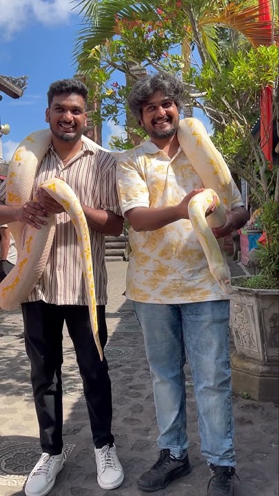 Jenix twinning with the Python🤐 #twinning #beast #python #albino # ...