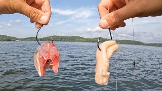 Cut Bait vs. Chicken | Which Bait Catches More BIG Fish???