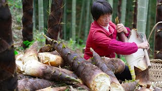 Выкопайте 500 килограммов побегов бамбука и высушите 50 килограммов побегов бамбука.