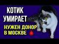 Кот Бася умирает | Сам уже не дышит. Нужен донор из Москвы