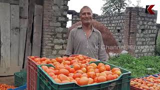 tomato farming | गोहर घाटी टमाटर की खेती से हुई गुलज़ार | cash crop farming in india