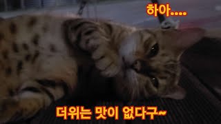 이젠 하다하다 더위까지 먹어버리고만 식신 무닝이 이젠 하다하다 더위까지 먹어버리고만 식신 무닝이