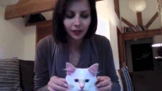 Ragdoll Introduction 1