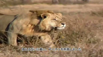 動物ライオンの特徴 動物ライオンの特徴